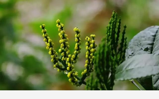 珠蘭（金栗蘭）和米蘭（米仔蘭）的鑒賞與辨識區別