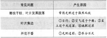 金粟蘭養殖注意事項 金粟蘭圖片大全