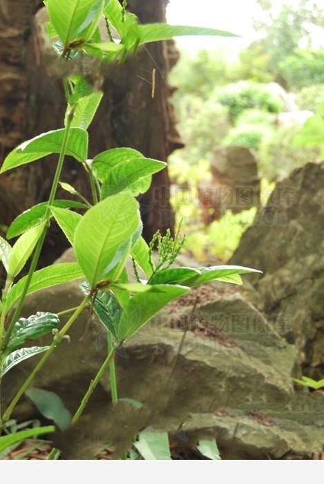 節節茶，見過嗎？通經活絡，止血，主風濕痹痛，肢體麻木，損傷骨折