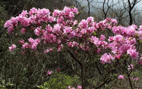 寧波北侖映山紅大面積開花！春色正濃，賞花趁早