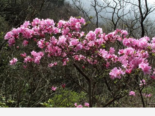 寧波北侖映山紅大面積開花！春色正濃，賞花趁早