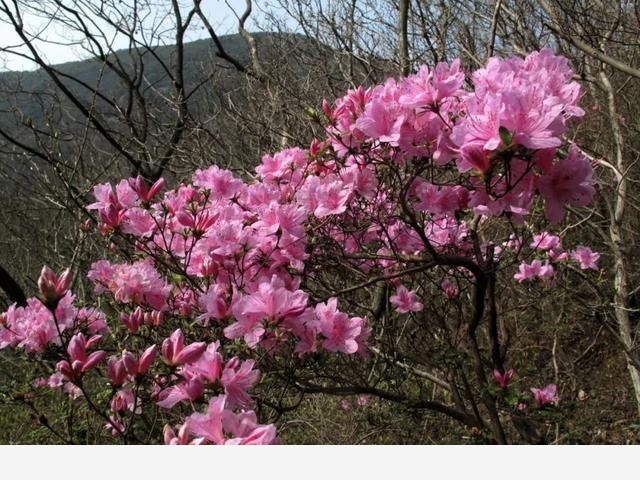 寧波北侖映山紅大面積開花！春色正濃，賞花趁早