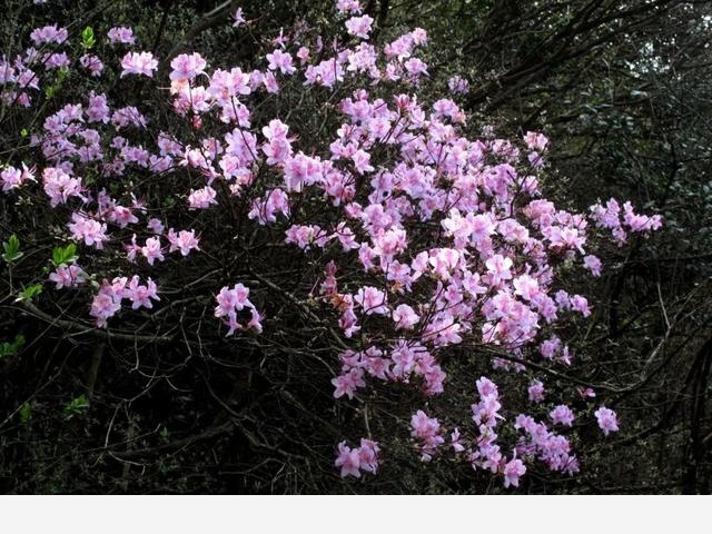 寧波北侖映山紅大面積開花！春色正濃，賞花趁早