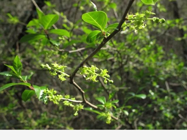 寧波北侖映山紅大面積開花！春色正濃，賞花趁早