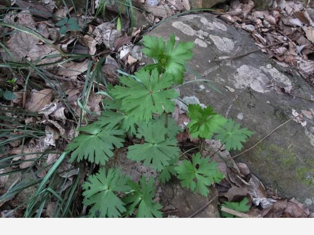 寧波北侖映山紅大面積開花！春色正濃，賞花趁早