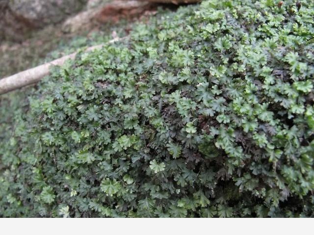寧波北侖映山紅大面積開花！春色正濃，賞花趁早
