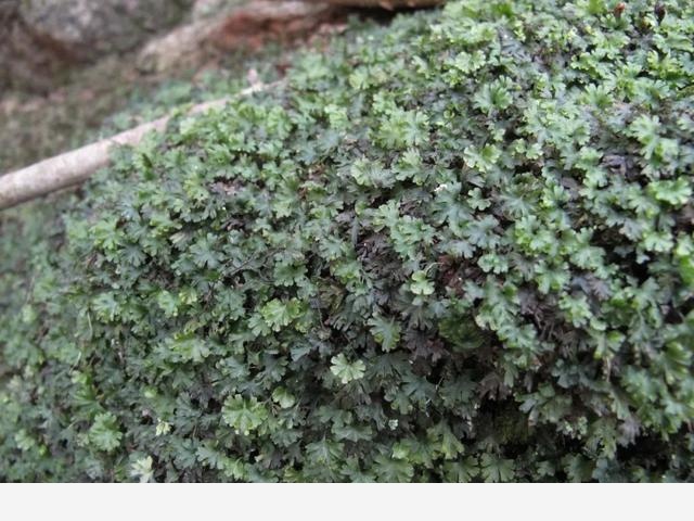 寧波北侖映山紅大面積開花！春色正濃，賞花趁早