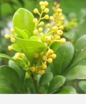 「茶蘭」的來歷與「真茶流派」隨感