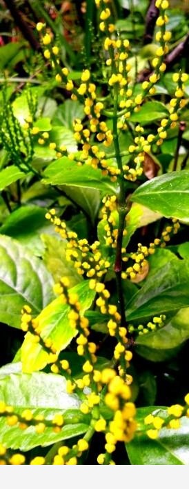 「茶蘭」的來歷與「真茶流派」隨感