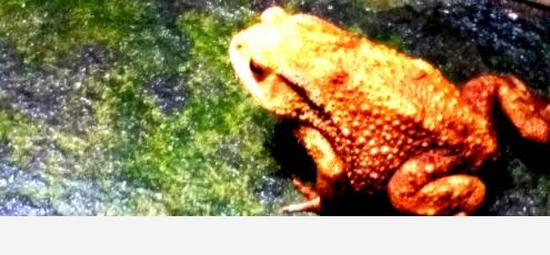 「茶蘭」的來歷與「真茶流派」隨感