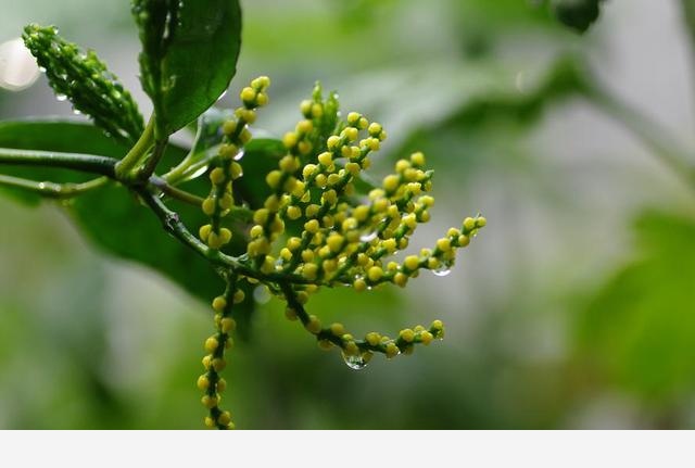 金粟花開隱約美，優雅素靜內在美