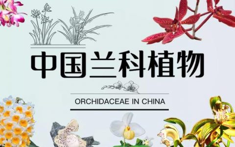 林草科普|蘭文化