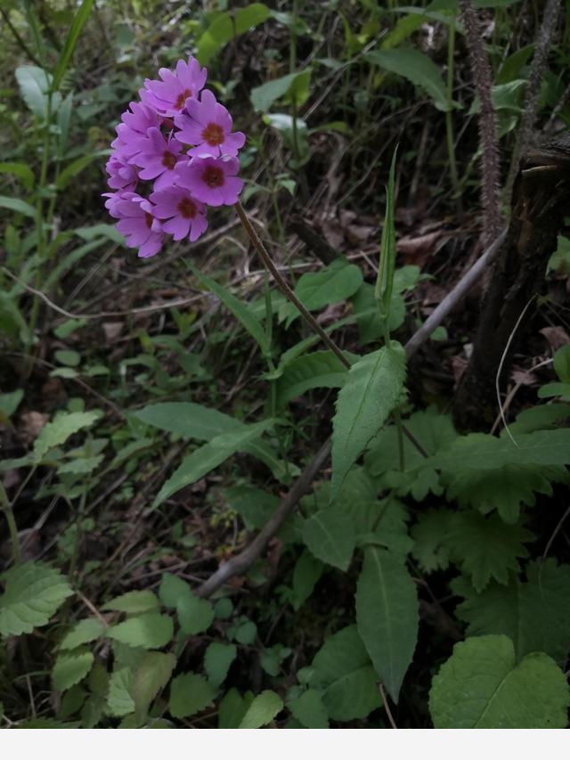 古坡草原立夏看花記