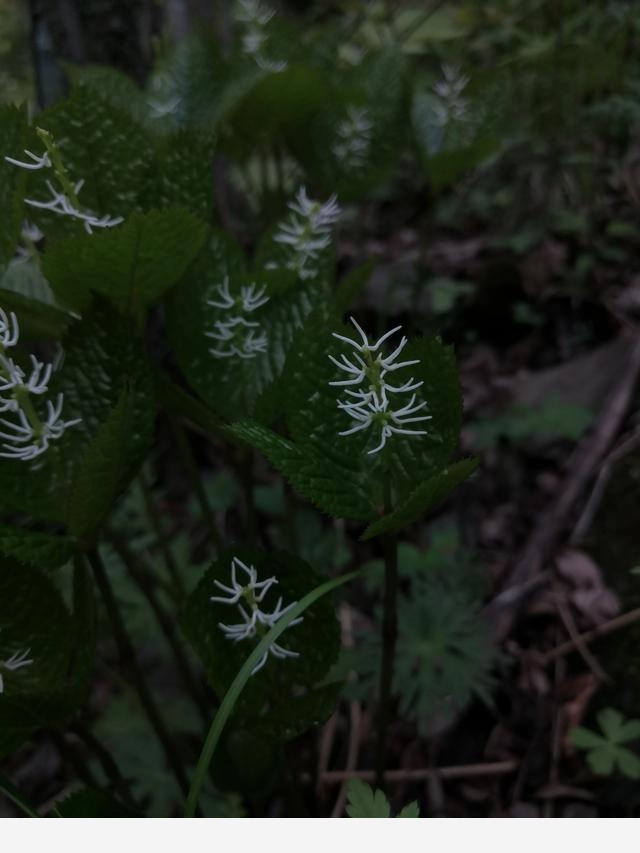 古坡草原立夏看花記