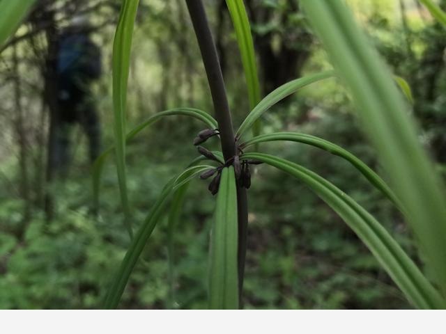 古坡草原立夏看花記