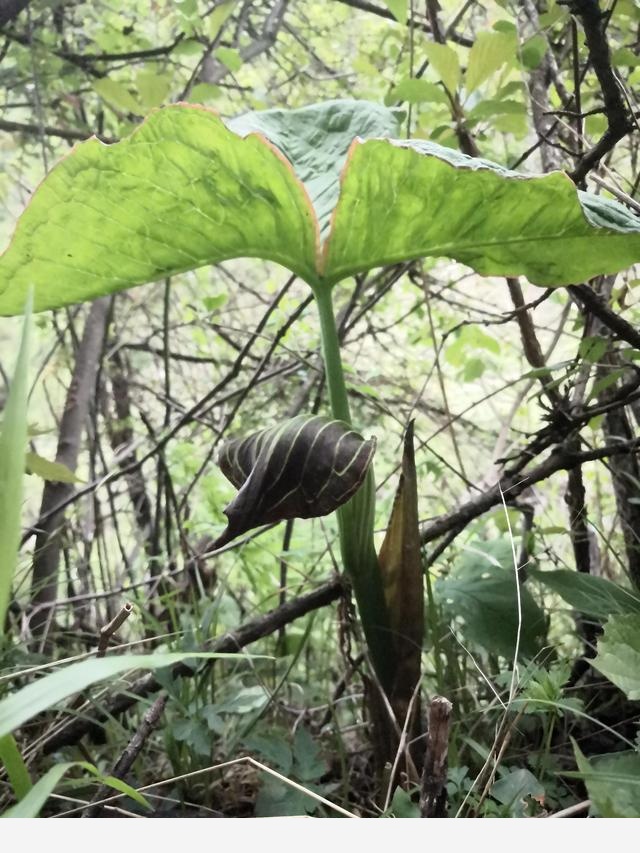 古坡草原立夏看花記