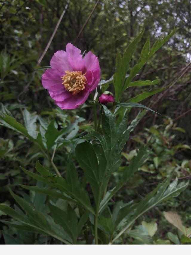 古坡草原立夏看花記