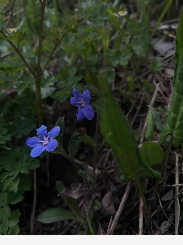 古坡草原立夏看花記