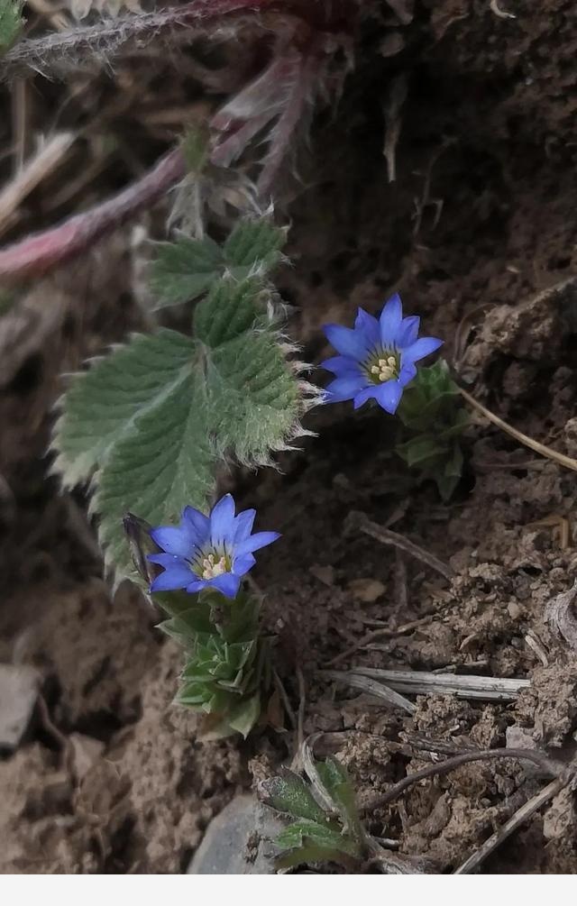 古坡草原立夏看花記