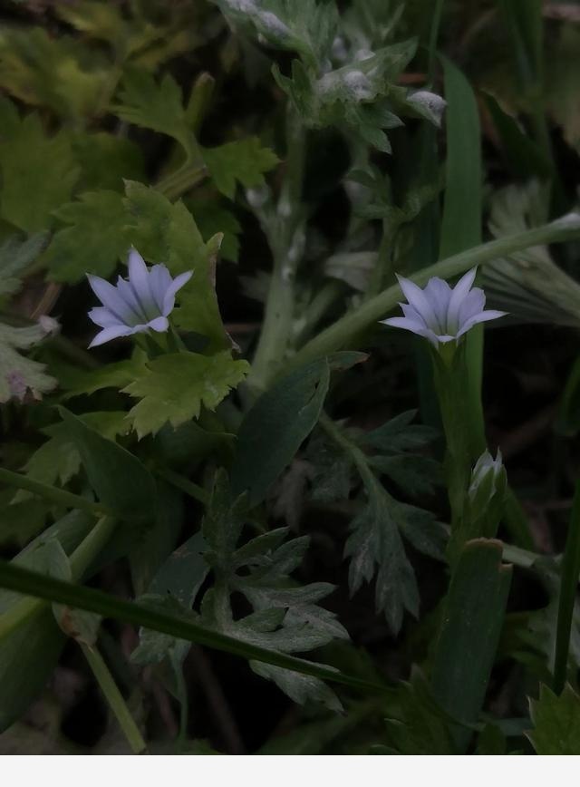 古坡草原立夏看花記