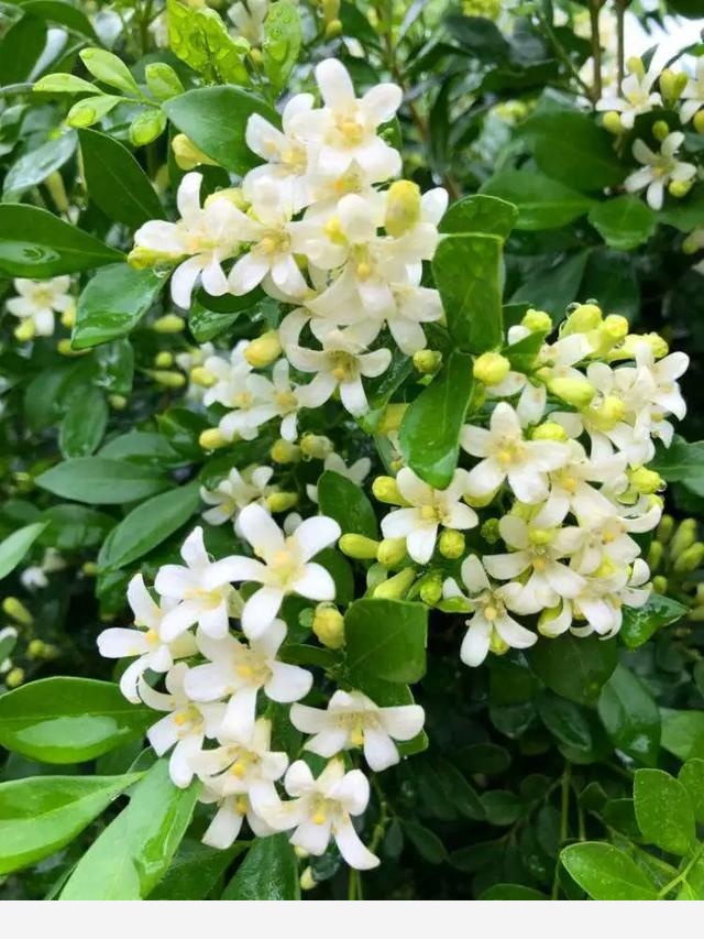 在庭院里種幾樣「活香水」，花開時節滿院飄香！~