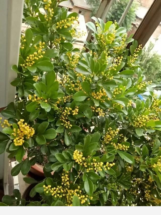 在庭院里種幾樣「活香水」，花開時節滿院飄香！~