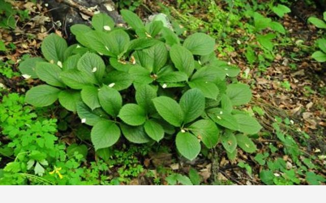 這種花叫做金粟蘭，每年花朵開放以後，還可以用來泡茶喝