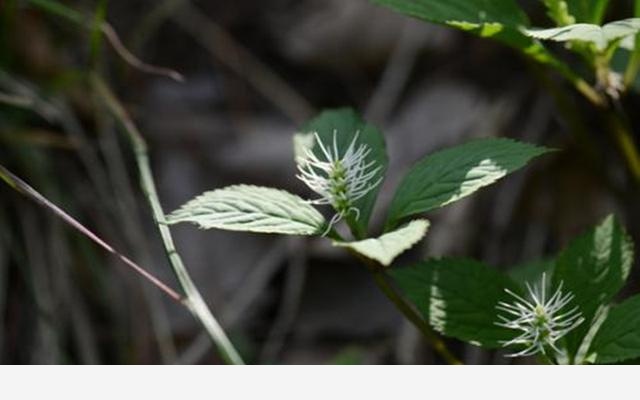 這種花叫做金粟蘭，每年花朵開放以後，還可以用來泡茶喝