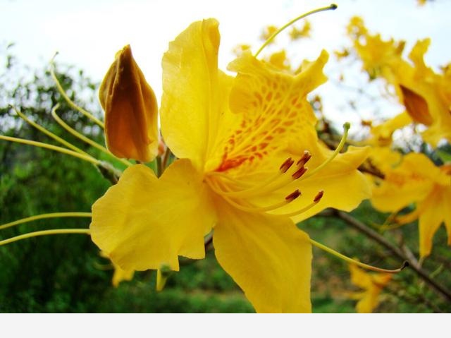 花葉萬年青、杜鵑等，這些常見「有毒」植物，室內養護要謹慎