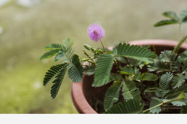 花葉萬年青、杜鵑等，這些常見「有毒」植物，室內養護要謹慎