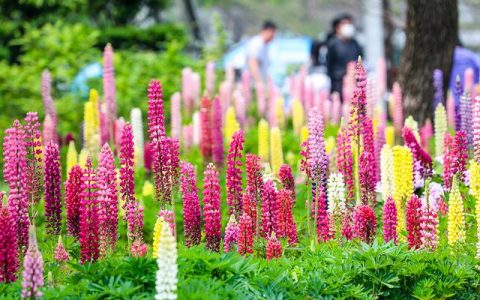 連香樟樹都開花了上海植物園的花還會少么？