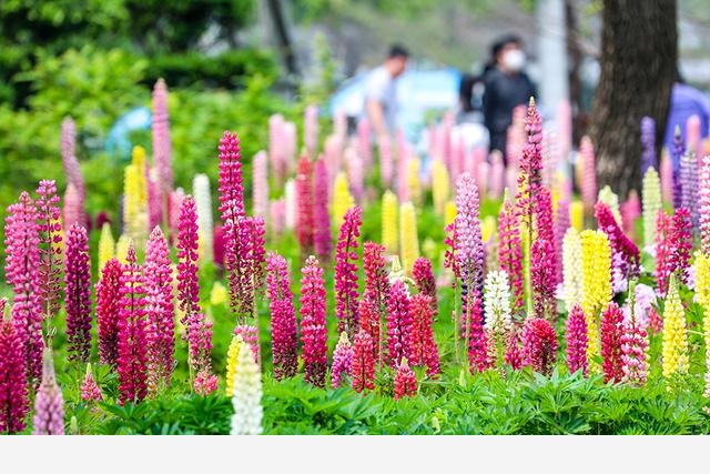 連香樟樹都開花了上海植物園的花還會少么？