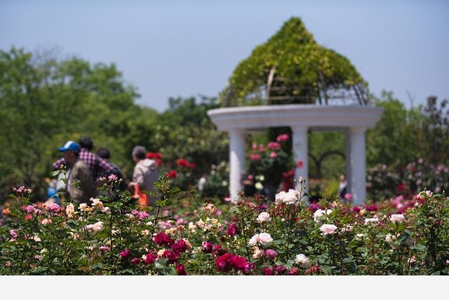 連香樟樹都開花了上海植物園的花還會少么？