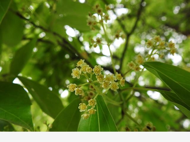 連香樟樹都開花了上海植物園的花還會少么？