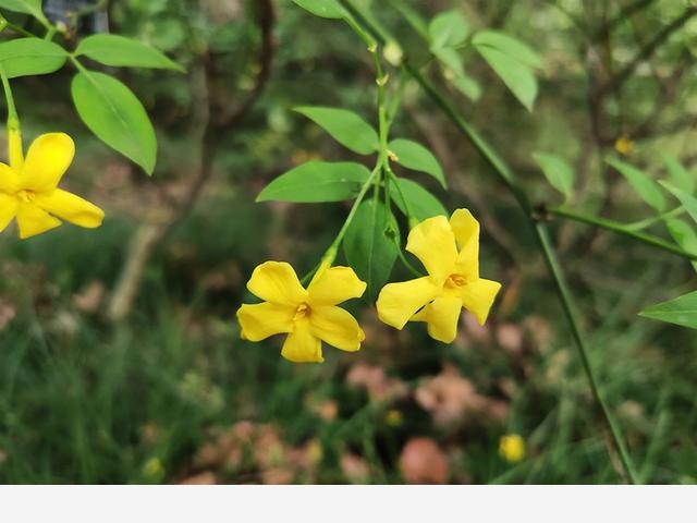 連香樟樹都開花了上海植物園的花還會少么？