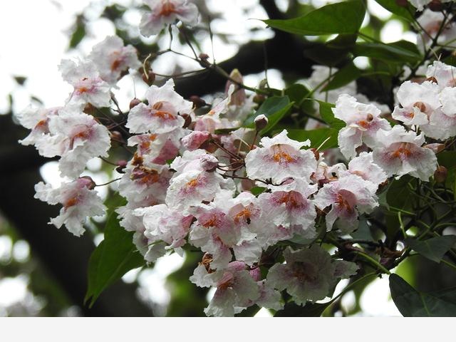 連香樟樹都開花了上海植物園的花還會少么？