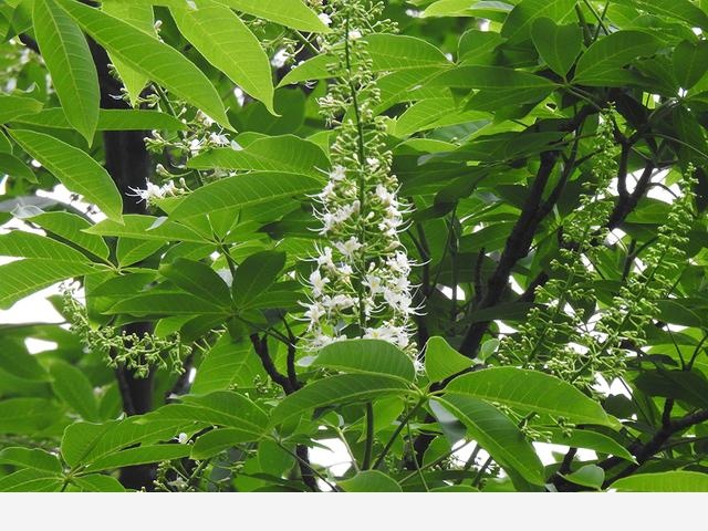 連香樟樹都開花了上海植物園的花還會少么？