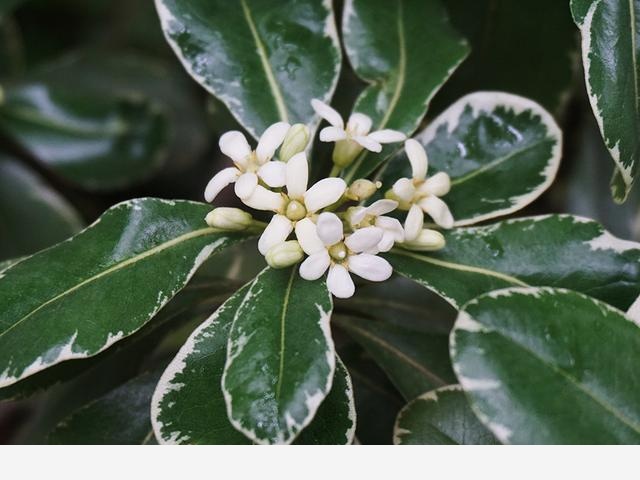 連香樟樹都開花了上海植物園的花還會少么？