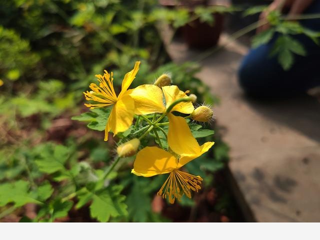 連香樟樹都開花了上海植物園的花還會少么？