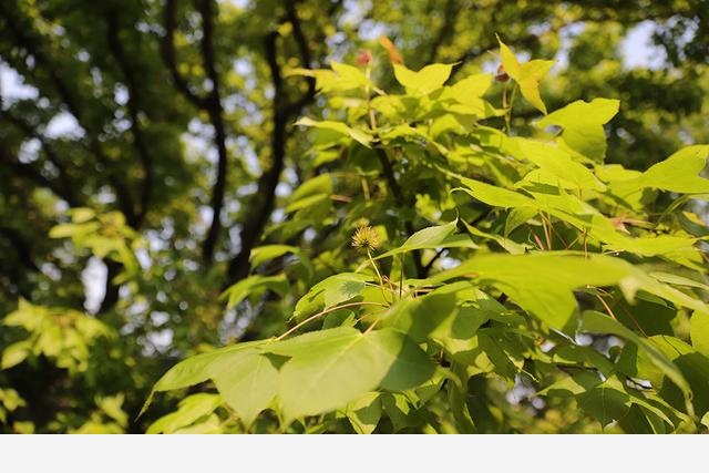 連香樟樹都開花了上海植物園的花還會少么？