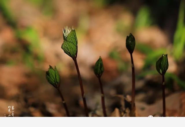 「棲霞山·植物百科」絲穗金粟蘭：春風十里，不如晶瑩剔透的你