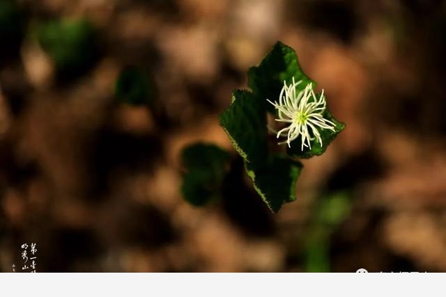 「棲霞山·植物百科」絲穗金粟蘭：春風十里，不如晶瑩剔透的你