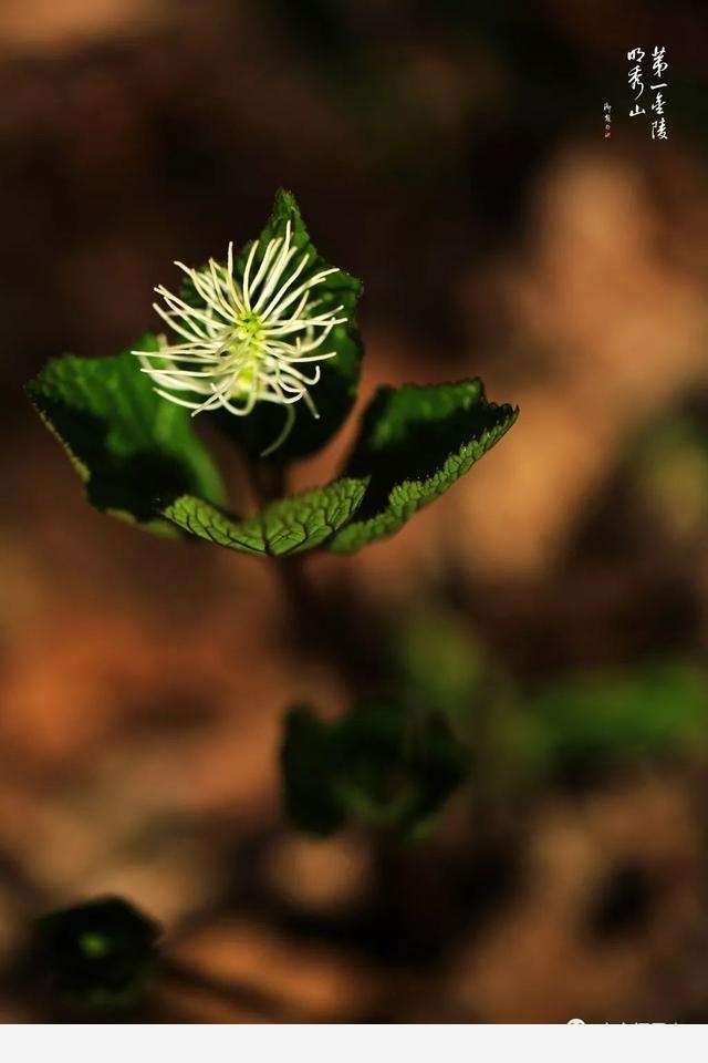 「棲霞山·植物百科」絲穗金粟蘭：春風十里，不如晶瑩剔透的你