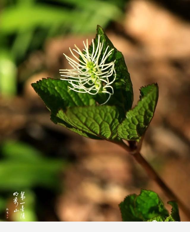 「棲霞山·植物百科」絲穗金粟蘭：春風十里，不如晶瑩剔透的你