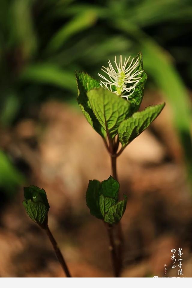 「棲霞山·植物百科」絲穗金粟蘭：春風十里，不如晶瑩剔透的你