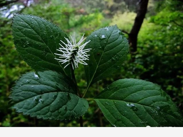 「棲霞山·植物百科」絲穗金粟蘭：春風十里，不如晶瑩剔透的你