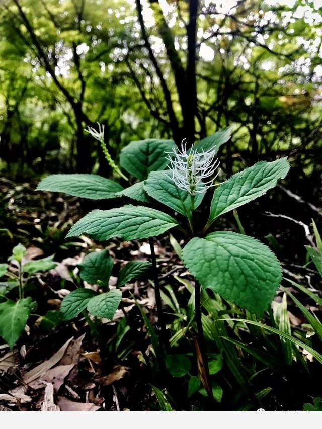 「棲霞山·植物百科」絲穗金粟蘭：春風十里，不如晶瑩剔透的你