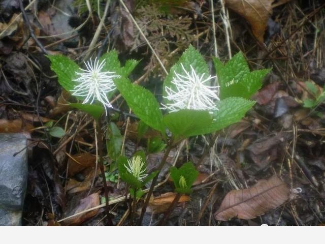 「棲霞山·植物百科」絲穗金粟蘭：春風十里，不如晶瑩剔透的你