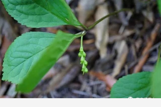 「棲霞山·植物百科」絲穗金粟蘭：春風十里，不如晶瑩剔透的你