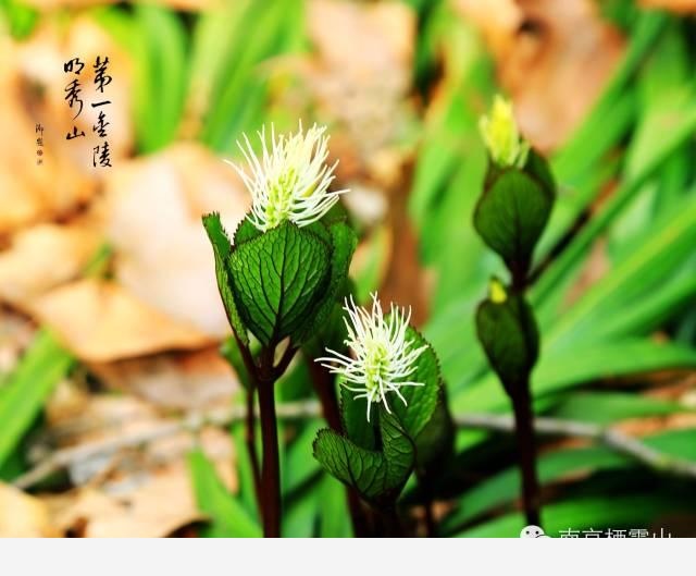 「棲霞山·植物百科」絲穗金粟蘭：春風十里，不如晶瑩剔透的你